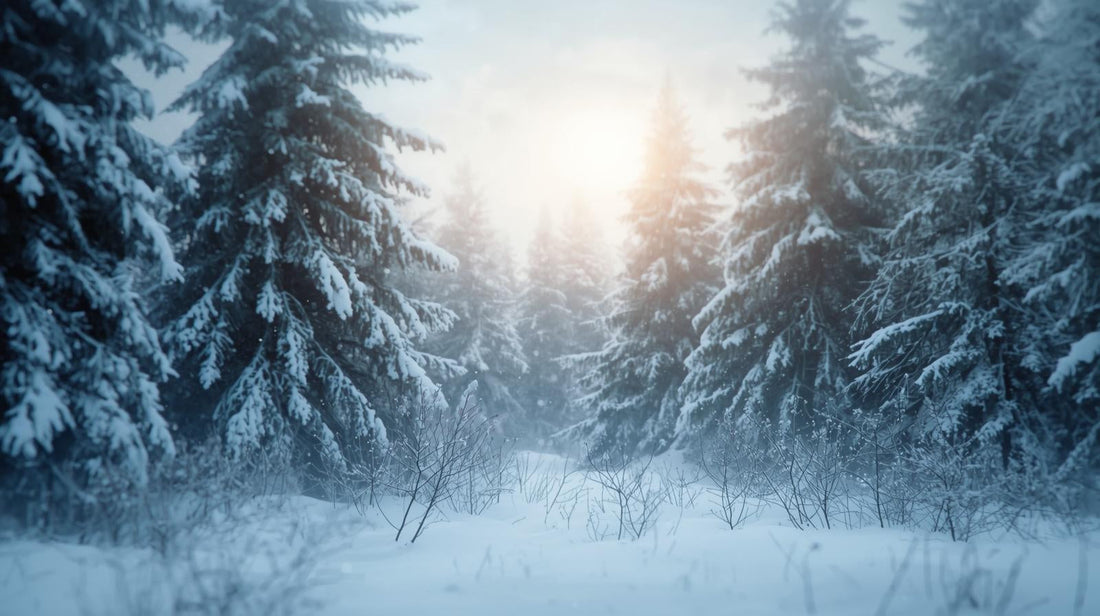 The Second Week of Advent: A Time of Peace